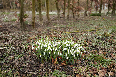 Buy stock photo Common snowdrop - Galanthus nivalis 