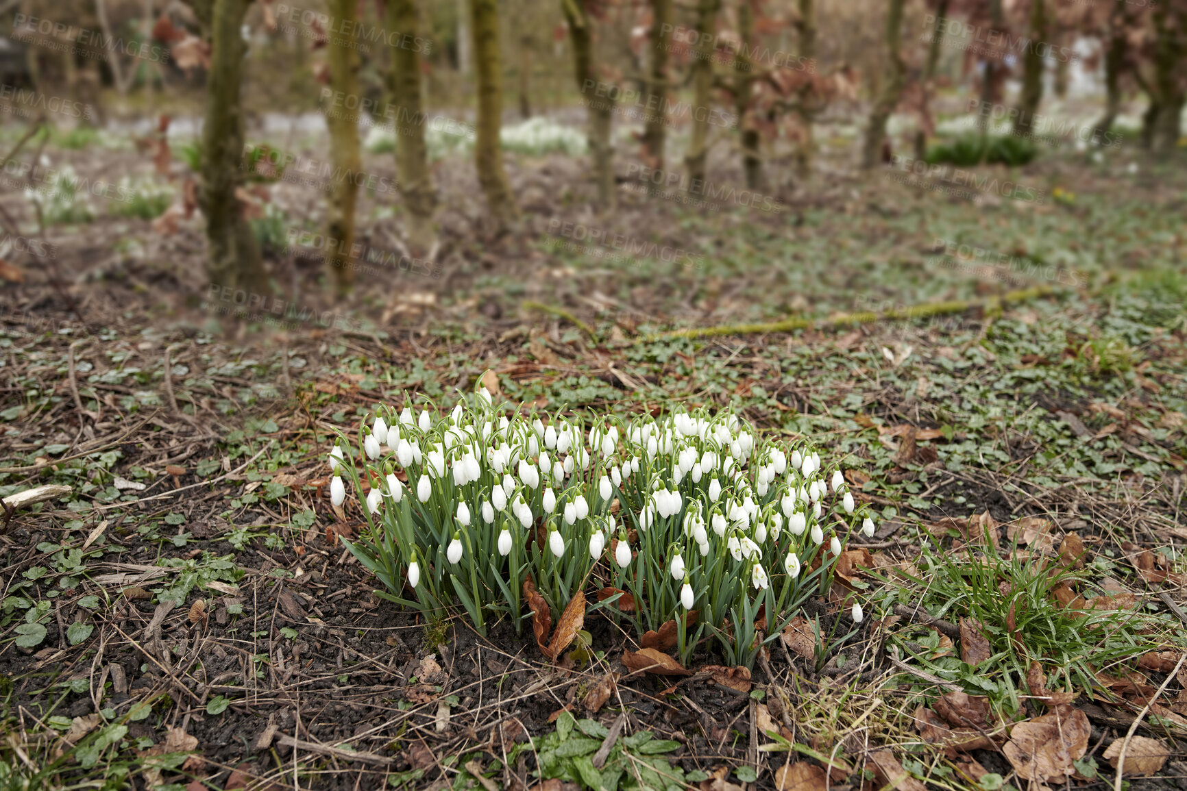 Buy stock photo Common snowdrop - Galanthus nivalis 