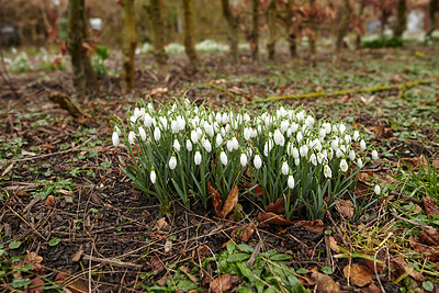 Buy stock photo Galanthus woronowii growing in their natural habitat in a dense forest. Green snowdrop in the woods. Woronow's snowdrop. Plant species thriving in their natural habitat and environment