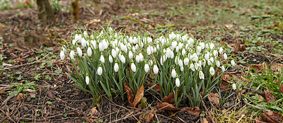 Buy stock photo Common snowdrop - Galanthus nivalis 