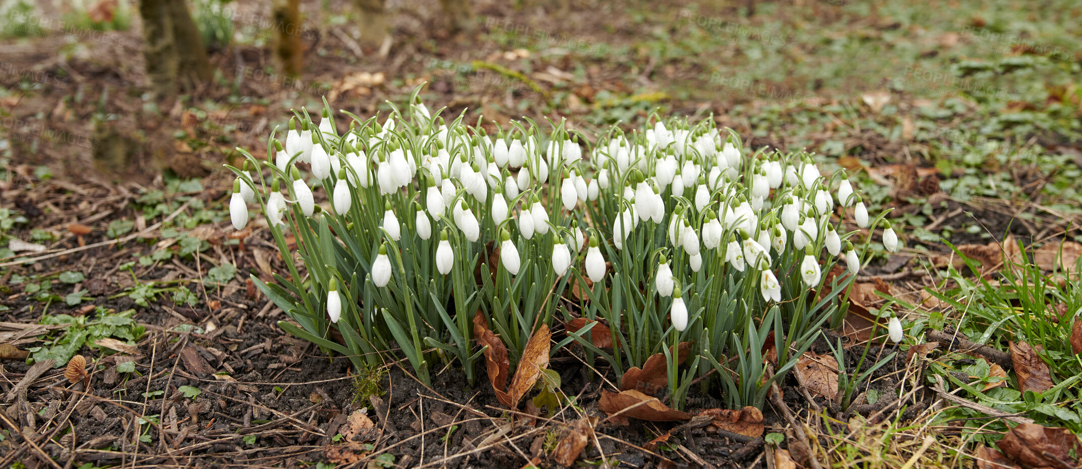 Buy stock photo Common snowdrop - Galanthus nivalis 