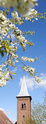 Buy stock photo A series of photos of cherry flowers