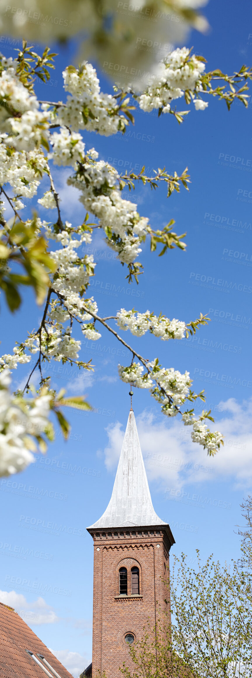 Buy stock photo A series of photos of cherry flowers