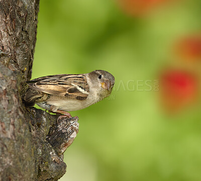 A beautiful sparrow