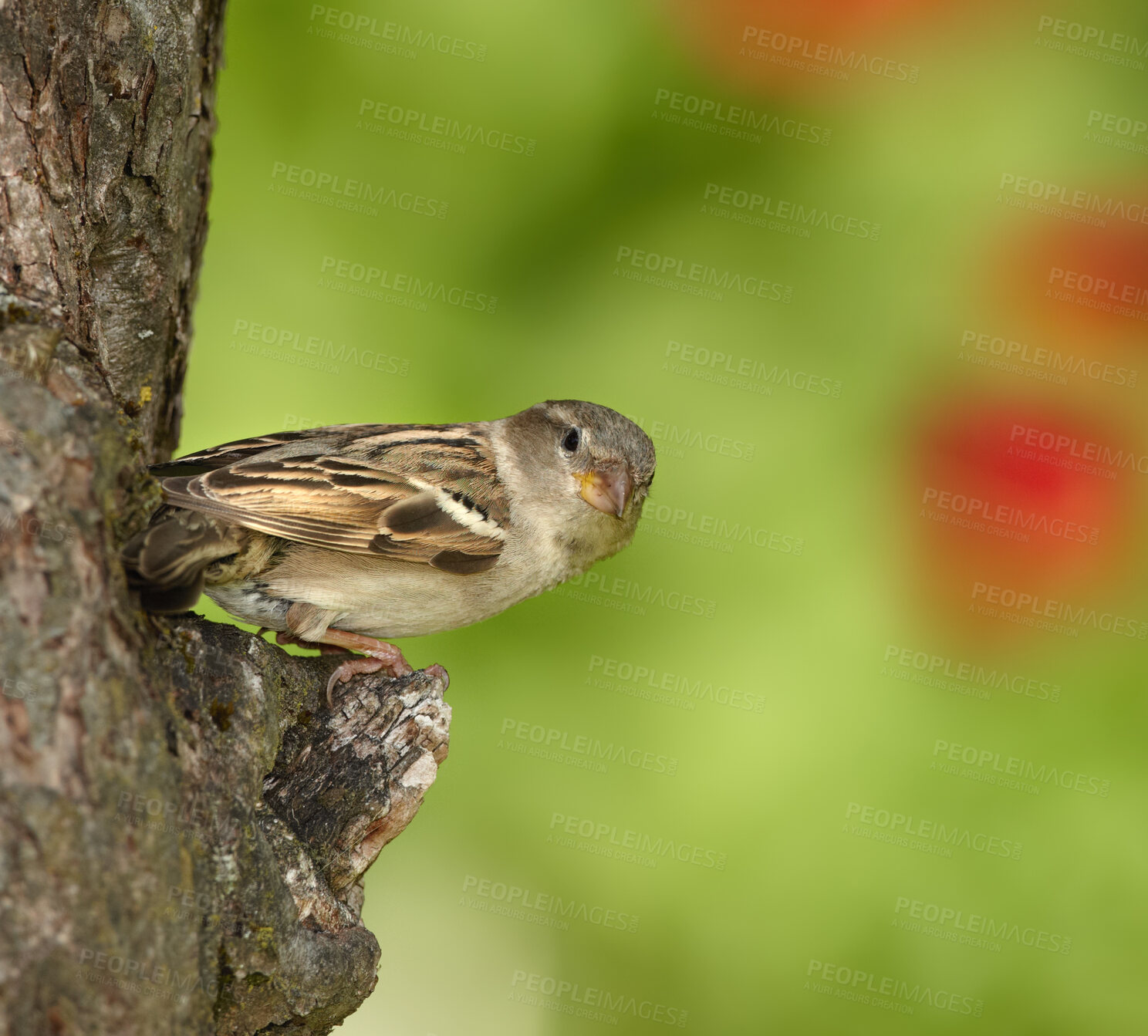 Buy stock photo One sparrow sitting on a tree. A small bird perched alone
on a branch outdoors in a garden. Animals in nature, living in their natural habitat with green copyspace to the right