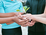 Closeup of diverse group of people holding a green plant in palm of hands with care to nurture and protect nature. Uniting to support seedling with growing leaves as a symbol of being environmentally sustainable and responsible