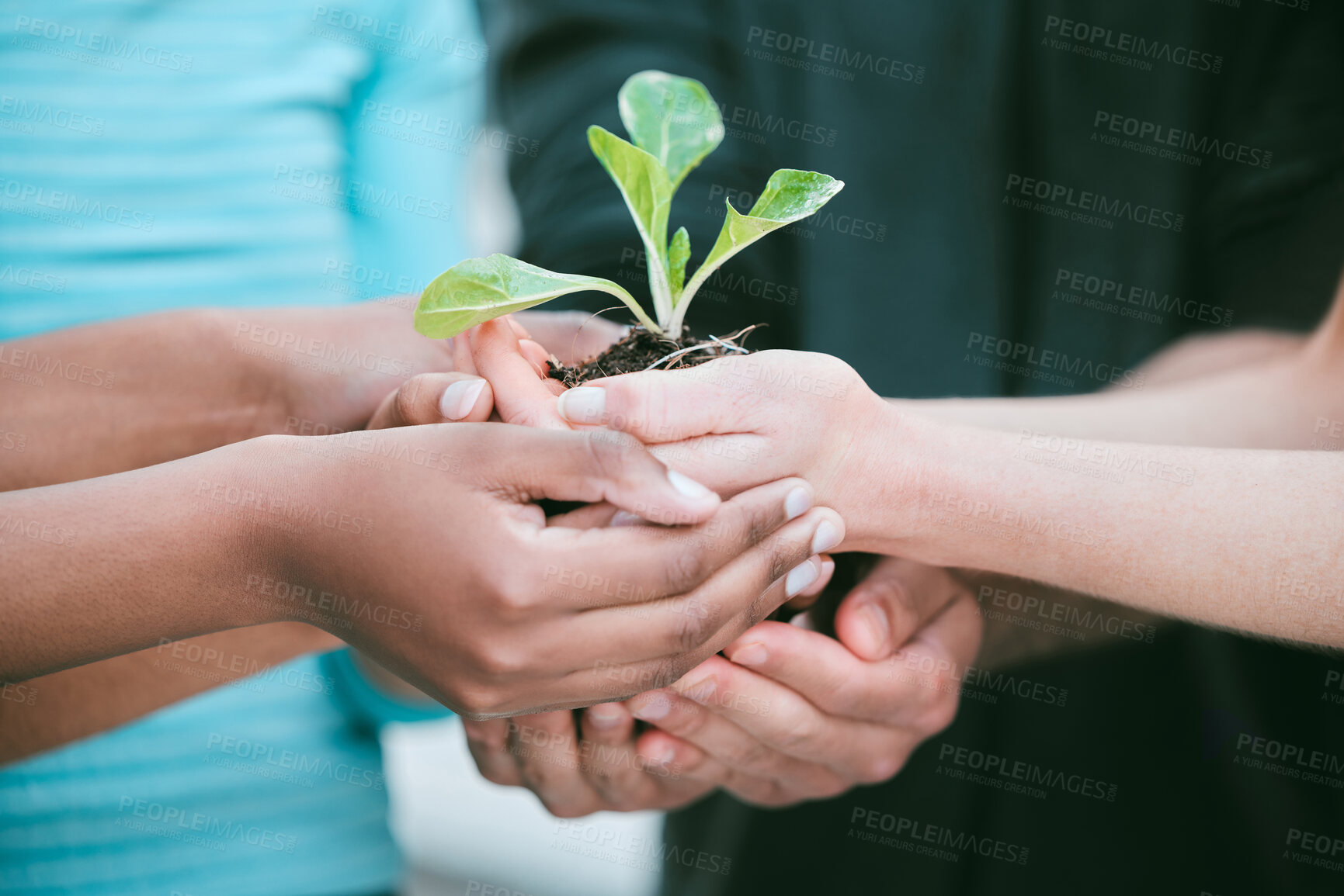 Buy stock photo Closeup of diverse group of people holding a green plant in palm of hands with care to nurture and protect nature. Uniting to support seedling with growing leaves as a symbol of being environmentally sustainable and responsible