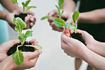 Closeup of diverse group of people holding green plants in palm of hands with care to nurture and protect nature. Uniting to support seedlings with growing leaves as a symbol of being environmentally sustainable and responsible