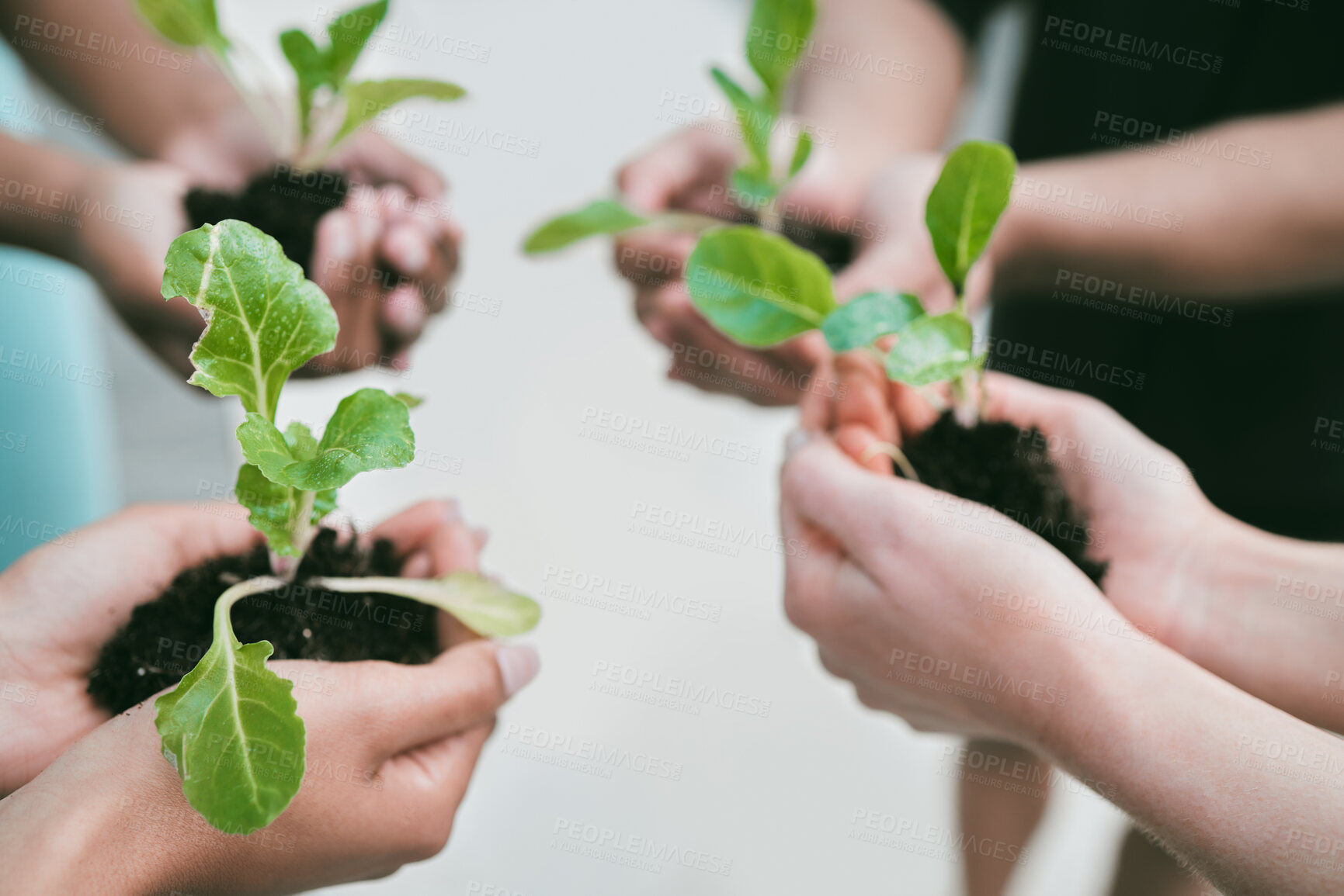 Buy stock photo Closeup of diverse group of people holding green plants in palm of hands with care to nurture and protect nature. Uniting to support seedlings with growing leaves as a symbol of being environmentally sustainable and responsible