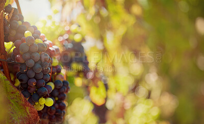 Closeup of a fresh bunch of red and green grapes with copyspace in a vineyard. Growing fruit and produce on a wine farm in a remote and rural area during a summer day. Agriculture and planting