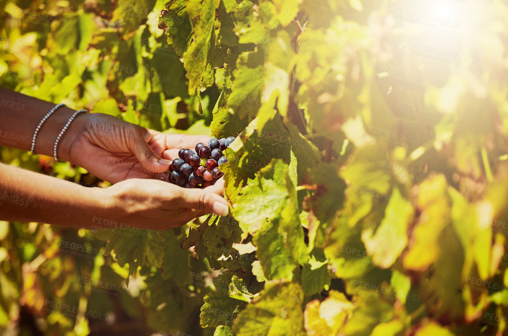 Buy stock photo Closeup of unknown mixed race farmer picking fresh red grapes off plant in vineyard. Hispanic woman touching her crops and produce to examine them on wine farm in summer. Checking fruit for harvest