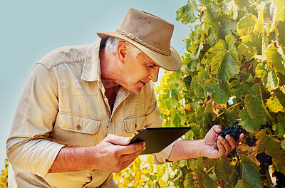 One senior caucasian farmer picking fresh red grapes off plant in his vineyard while using a digital tablet. Elderly man touching crops and produce on wine farm in summer. Checking fruit for harvest