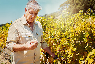 One senior caucasian farmer picking fresh red grapes off plant in vineyard. Elderly man standing alone and touching crops and produce to examine them on wine farm in summer. Checking fruit for harvest