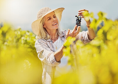 One senior caucasian farmer picking fresh red grapes off plant in vineyard. Elderly woman standing alone and touching crops and produce to examine them on wine farm in summer. Checking harvest fruit