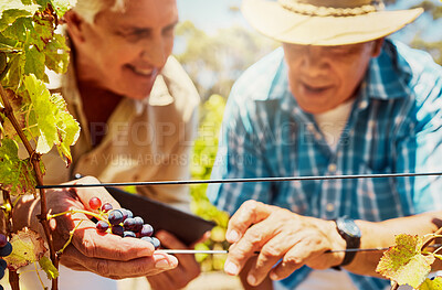 Buy stock photo Two senior farmers picking fresh red grapes off plant in vineyard while using a digital tablet. Elderly men and colleagues touching crops and produce on wine farm in summer. Checking fruit for harvest