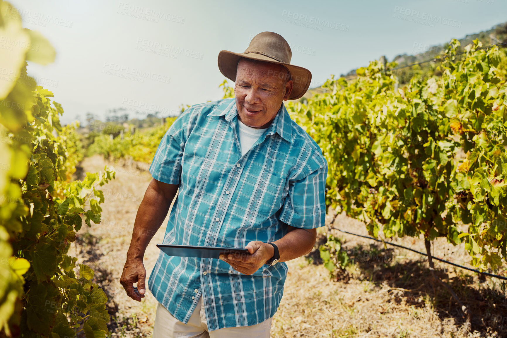 Buy stock photo Smiling senior mixed race farmer using a digital tablet on his vineyard. Elderly hispanic man standing alone and using technology on a wine farm in summer. Happy farmer with his crops and agriculture