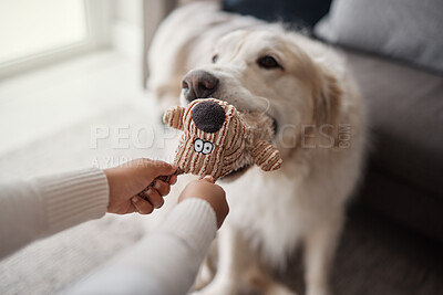 Buy stock photo Closeup of an unknown child playing tug of war with her adopted rescue golden retriever. unrecognizable mixed race little girl training her dogs teeth, relaxed about her puppy's dental cover
