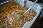 Still life of a plastic tub filled with grapes during a wine making process inside inside of a distillery. A steel tool used to press the juice out of the grapes in order to create a alcoholic product.