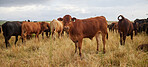 A herd of brown and black cows and calves with yellow ear tags in an open field outside on a cattle farm. A group of cattle grazing between the grass on a open field on a farm during an overcast day in nature