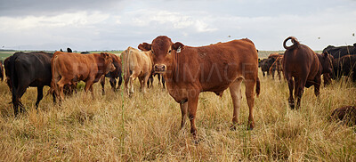 Buy stock photo Herd of cows grazing, roaming and breeding on cattle farm, field and rural meadow in the countryside. Dairy animals, bovine and brown livestock in nature, pasture and ranch for beef industry