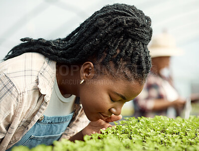 Farmer smelling growing herbs. African american farmer sniffing her plants. Young farmer smelling her plants. African american farmer working in her greenhouse. Farmer harvesting herbs