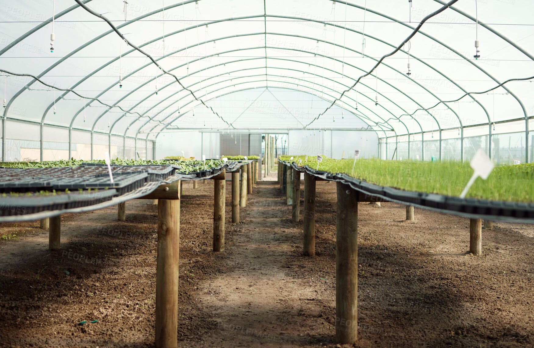 Buy stock photo Saplings growing in a greenhouse. Various plants growing in a garden. A Variety of plants growing. Still life of a plant nursery. Sprouts growing in a farm greenhouse.Sustainable plants growing