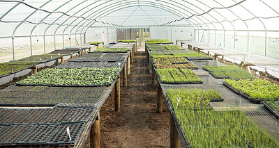 Still life of various plants. Plants in a greenhouse garden. Trays of growing plants in a garden. Seedlings growing in a garden. Saplings growing in a greenhouse. Agriculture background