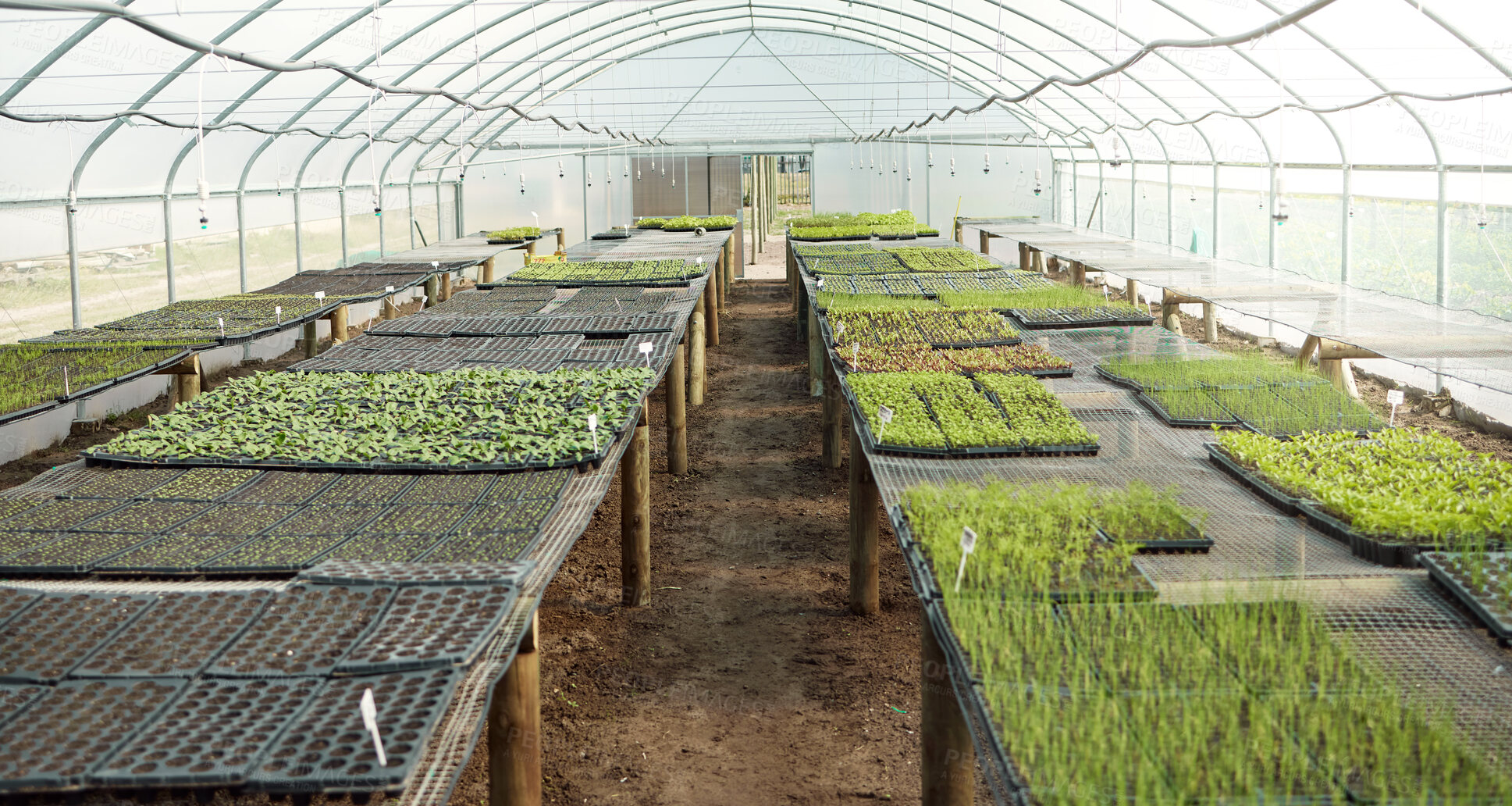 Buy stock photo Still life of various plants. Plants in a greenhouse garden. Trays of growing plants in a garden. Seedlings growing in a garden. Saplings growing in a greenhouse. Agriculture background