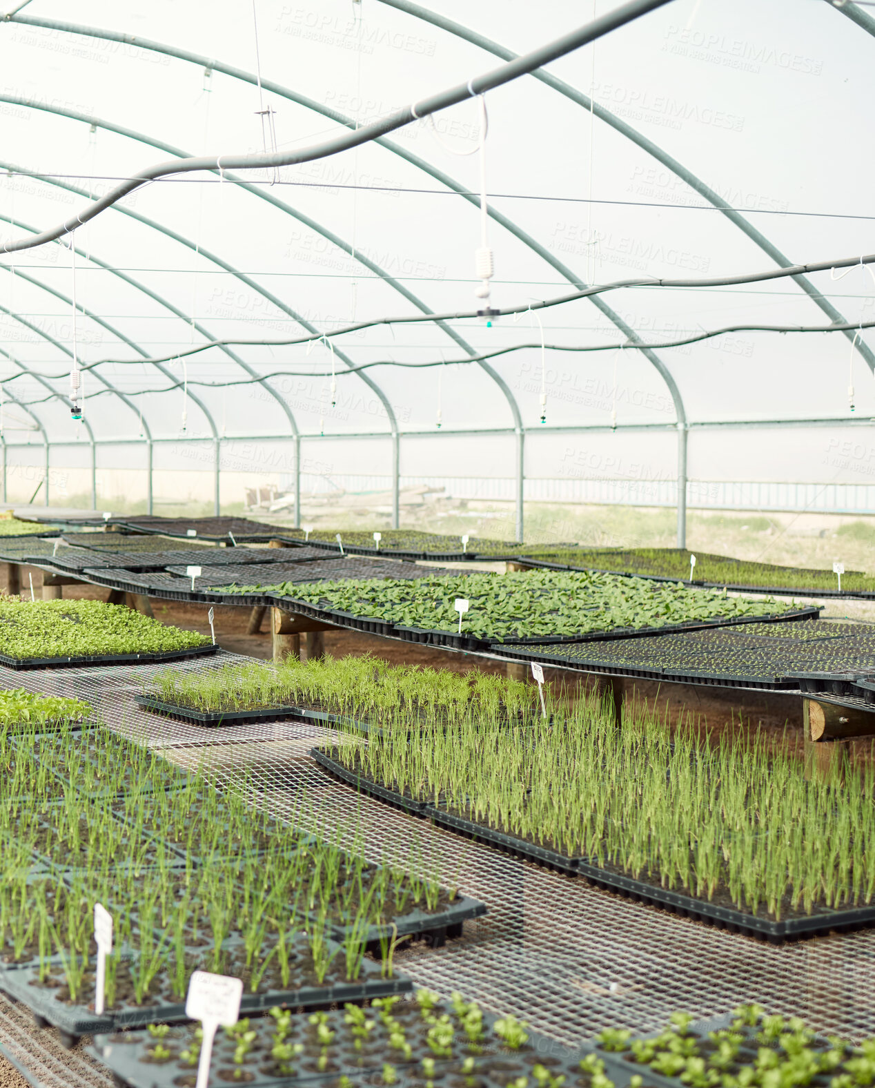 Buy stock photo Trays of plants in a greenhouse. Various plant seedlings growing in a greenhouse. Agriculture background. Garden crops growing in trays. Still life of sprouts growing in a farm