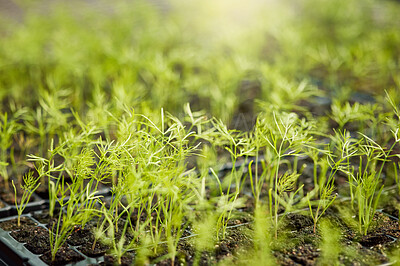 Buy stock photo Closeup of fresh plants and herbs growing out of soil in a greenhouse or garden on a farm. Green seedlings sprouting naturally in trays. Choose organic and eco conscious for a more sustainable planet