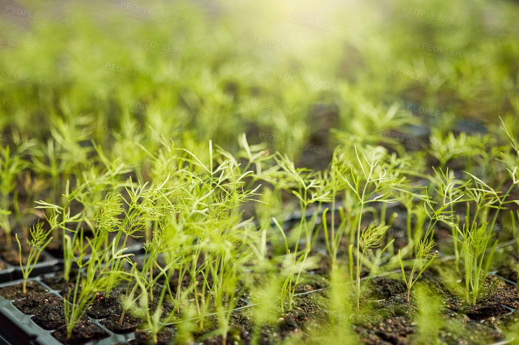 Buy stock photo Closeup of fresh plants and herbs growing out of soil in a greenhouse or garden on a farm. Green seedlings sprouting naturally in trays. Choose organic and eco conscious for a more sustainable planet