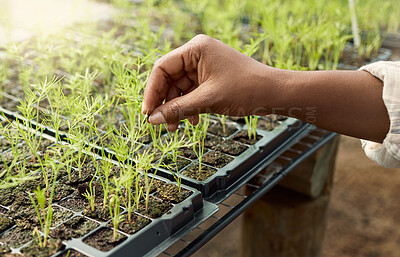 Buy stock photo Plants and herbs growing in soil. Hand of a farmer touching growing plants. Closeup of a farmer checking plant beds. Farmer cultivating crops to conserve them. Various plants together