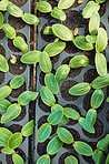 Closeup of plants in plant bed. Agriculture used to conserve nature through plants. Closeup of blooming plants in a bed of soil. Growing plants in a greenhouse nursery