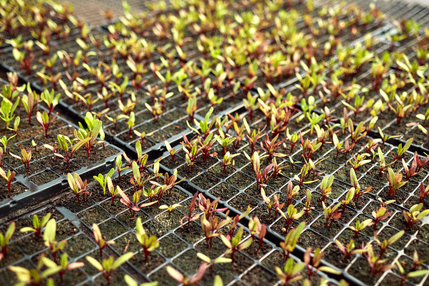 Buy stock photo individually planted plants from above. Plants growing out of soil on a farm. Cultivate nature, allow it to grow. various plants growing in greenhouse nursery from above. Plants in plant bed.