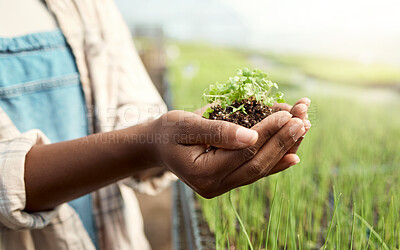 Buy stock photo Hands of a farmer holding cultivated dirt. Closeup of farmer holding blooming plant in soil. Farmer holding seedling in dirt. Farmer holding agriculture plant blooming in soil.