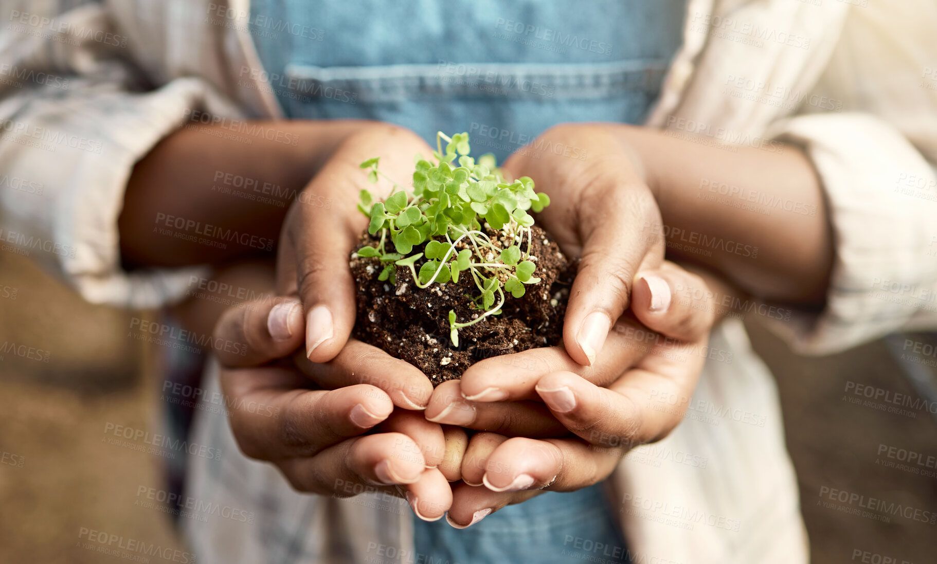 Buy stock photo Closeup of sprouting plant bud. Hands of two farmers holding soil with a plant. Coworkers conserving plants. Closeup of hands of of two farmers holding dirt with blooming plant