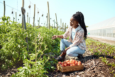Worried farmer checking soil quality. Unsure farmer checking dirt quality. Young farmer harvesting organic tomatoes. African american farmer checking tomato soil quality. Woman working on a farm