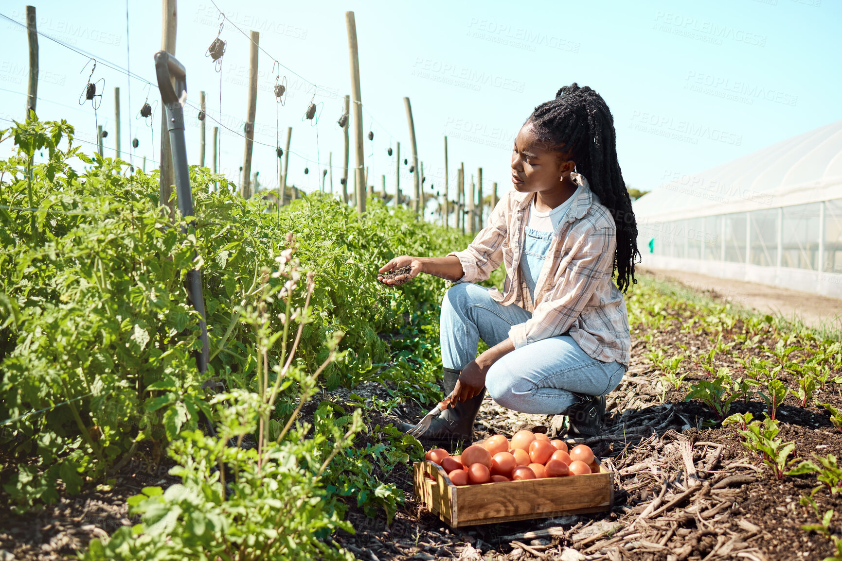 Buy stock photo Worried farmer checking soil quality. Unsure farmer checking dirt quality. Young farmer harvesting organic tomatoes. African american farmer checking tomato soil quality. Woman working on a farm