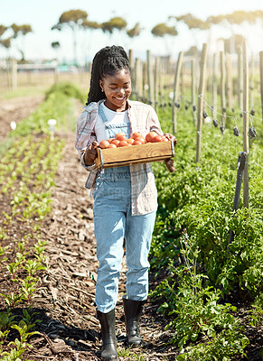 Happy farmer carrying a crate of fresh tomatoes. Farmers harvesting organic tomatoes. African american farmer walking through the garden. Smiling young farmer harvesting tomato crops