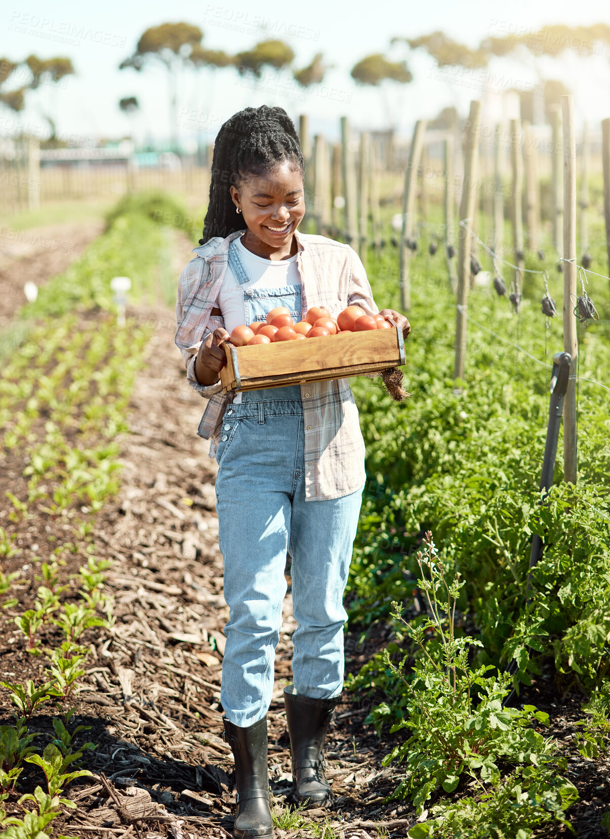 Buy stock photo Happy farmer carrying a crate of fresh tomatoes. Farmers harvesting organic tomatoes. African american farmer walking through the garden. Smiling young farmer harvesting tomato crops