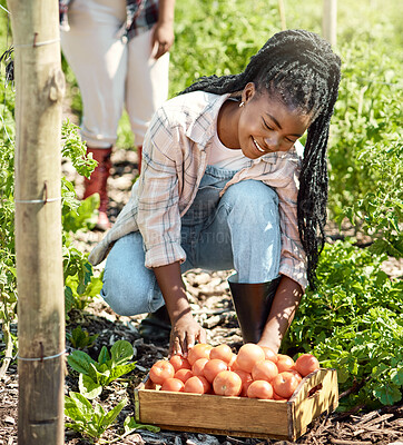 Buy stock photo Happy farmer harvesting organic tomatoes. Young farmer harvesting raw, ripe tomatoes. African american farmer working in the garden. Farmer harvesting a crate of produce. Smiling farmer