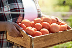 Closeup of farmer holding a crate of tomatoes. Hands of a farmer harvesting fresh tomatoes. African american farmer carrying ripe, fresh tomatoes. Farmer holding a box of tomatoes