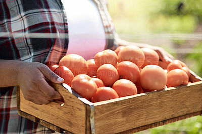 Buy stock photo Closeup of farmer holding a crate of tomatoes. Hands of a farmer harvesting fresh tomatoes. African american farmer carrying ripe, fresh tomatoes. Farmer holding a box of tomatoes