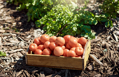 Buy stock photo A crate of fresh ripe tomatoes. Crate of harvested tomatoes. Organic tomatoes in a box. Tomatoes in a crate in a garden. Fresh, raw tomatoes in a greenhouse. Organic tomatoes on an empty farm