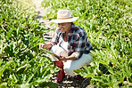 Young farmer sitting in a garden. Happy farmer using a digital tablet. African american farmer checking plants. Farmer using digital device to check produce. Smiling farmer checking plants