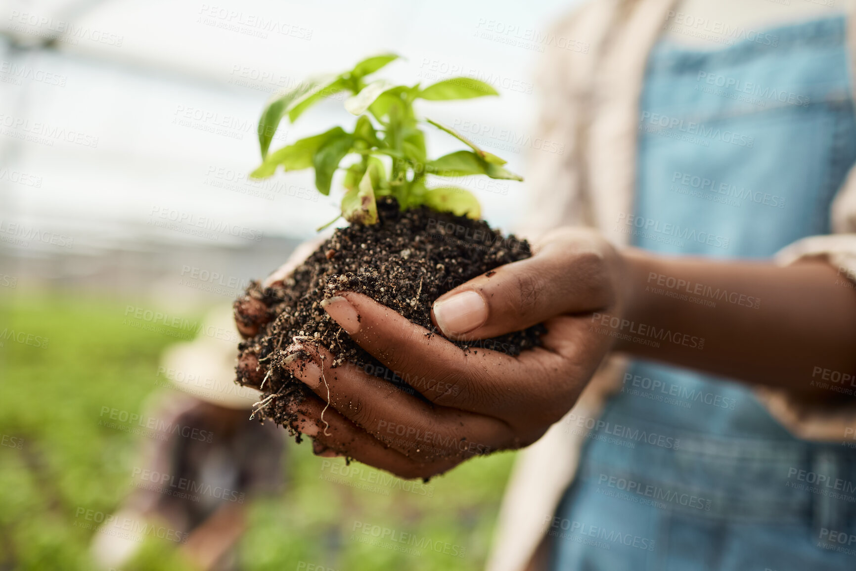 Buy stock photo Closeup of farmer holding cultivated soil. hands of farmer holding sprouting plant in soil. Farmer holding dirt with growing plant. African american farmer holding blooming plant in soil.