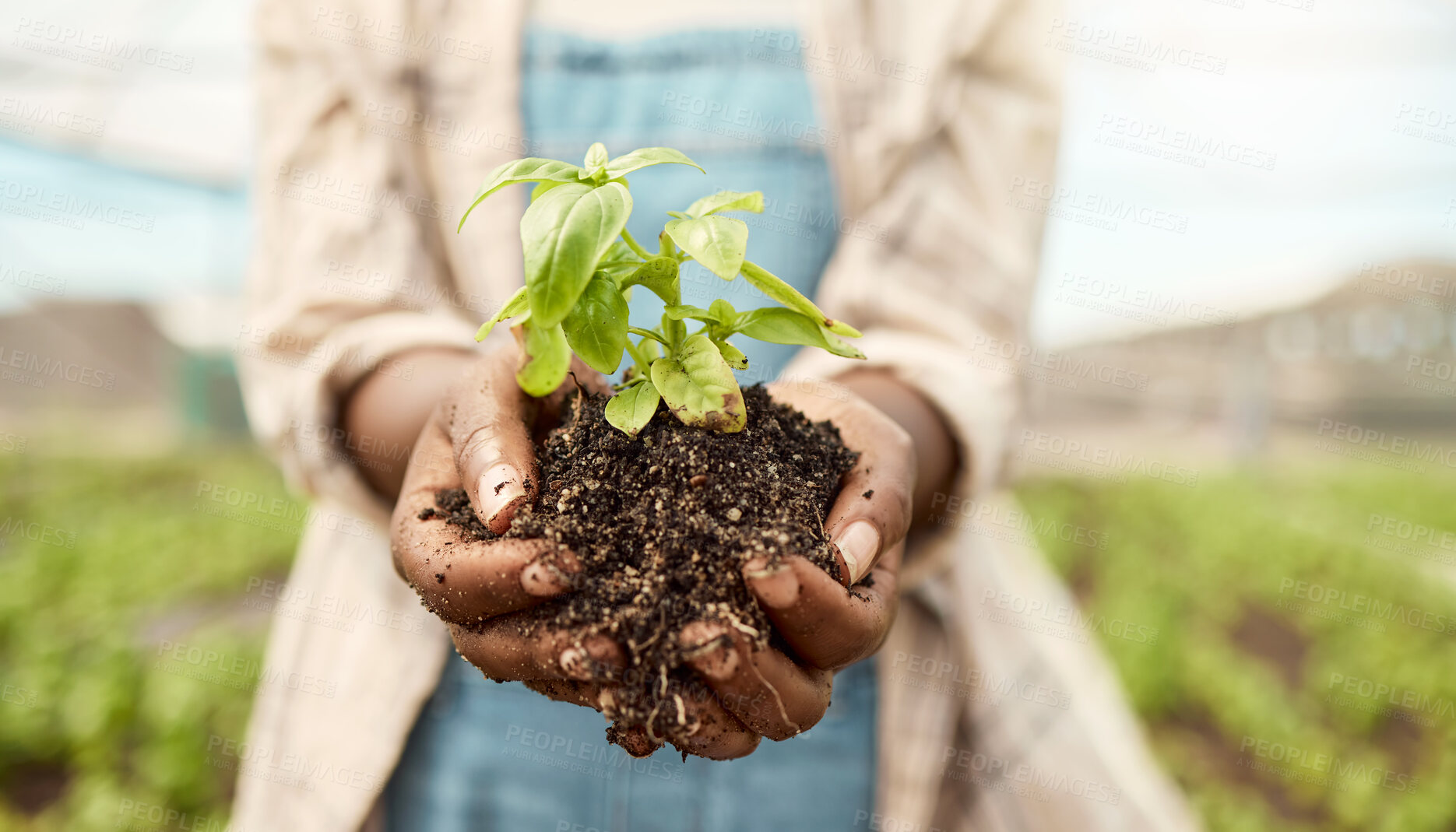 Buy stock photo Zoom into hands of a farmer holding dirt. Closeup on hands of a farmer holding soil. Farmer holding sprouting seedling. African american farmer holding blooming plant in soil.