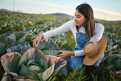 Buy stock photo Woman farmer working in a cabbage field on a farm. Young brunette female with a straw hat  looking at the quality of her organic vegetables