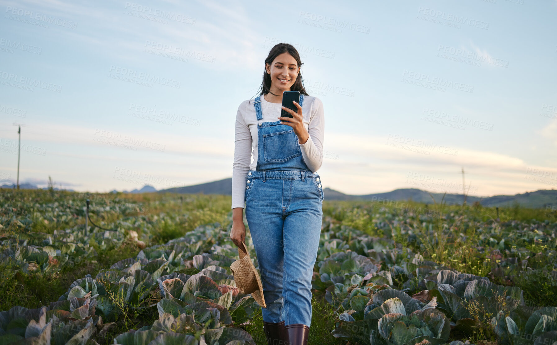 Buy stock photo Woman farmer looking at her smartphone while standing in a cabbage field. Young brunette female with a straw hat using her mobile device  on an organic vegetable farm
