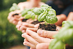 Closeup of hands holding plants outside in nature. People holding soil and plants as a concept of caring for the environment. A group of people holding plants in their hands
